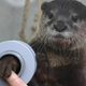 Illustration for article titled In this aquarium you can shake hands with otters (Happy Holidays!)